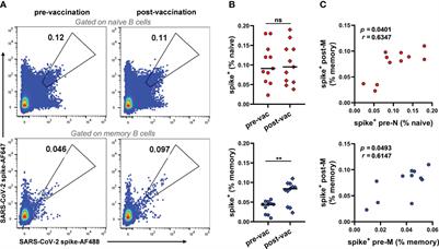 SARS-CoV-2 spike-reactive naïve B cells and pre-existing memory B cells contribute to antibody responses in unexposed individuals after vaccination